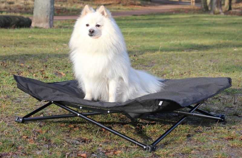 Brilliant Pet Hammock Bed Ideas Ann Inspired