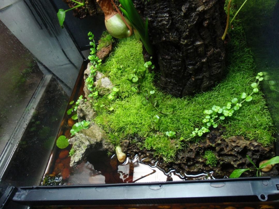 Best Carnivorous Plants for Terrarium Ann Inspired