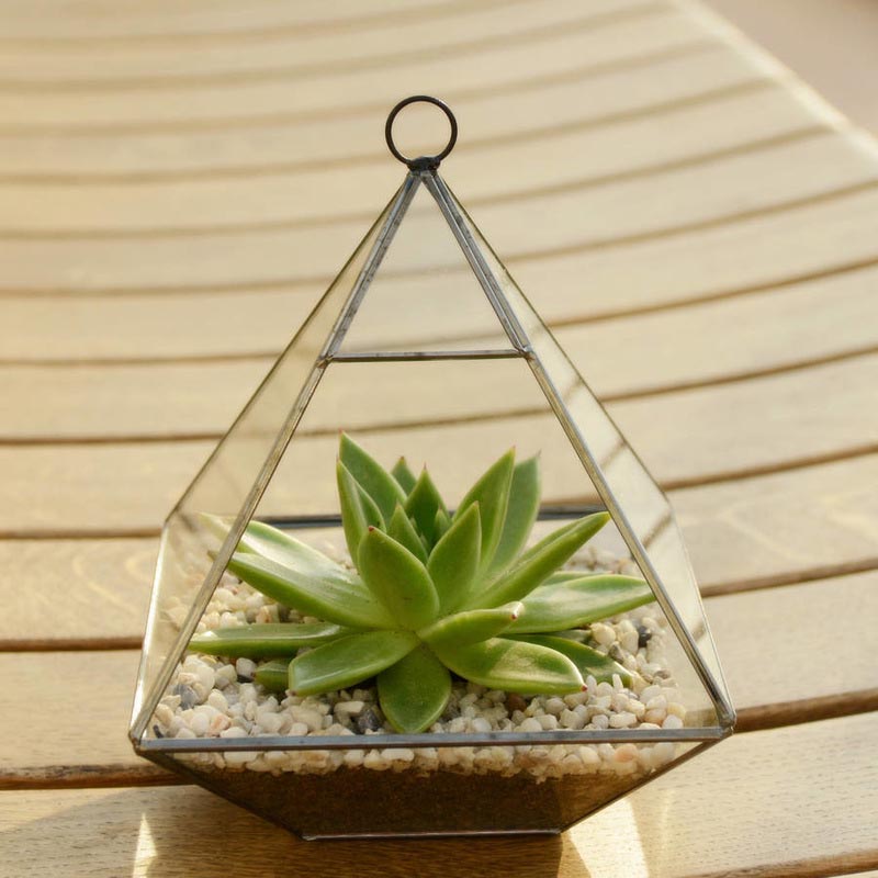 Glass Jar Plant Terrarium