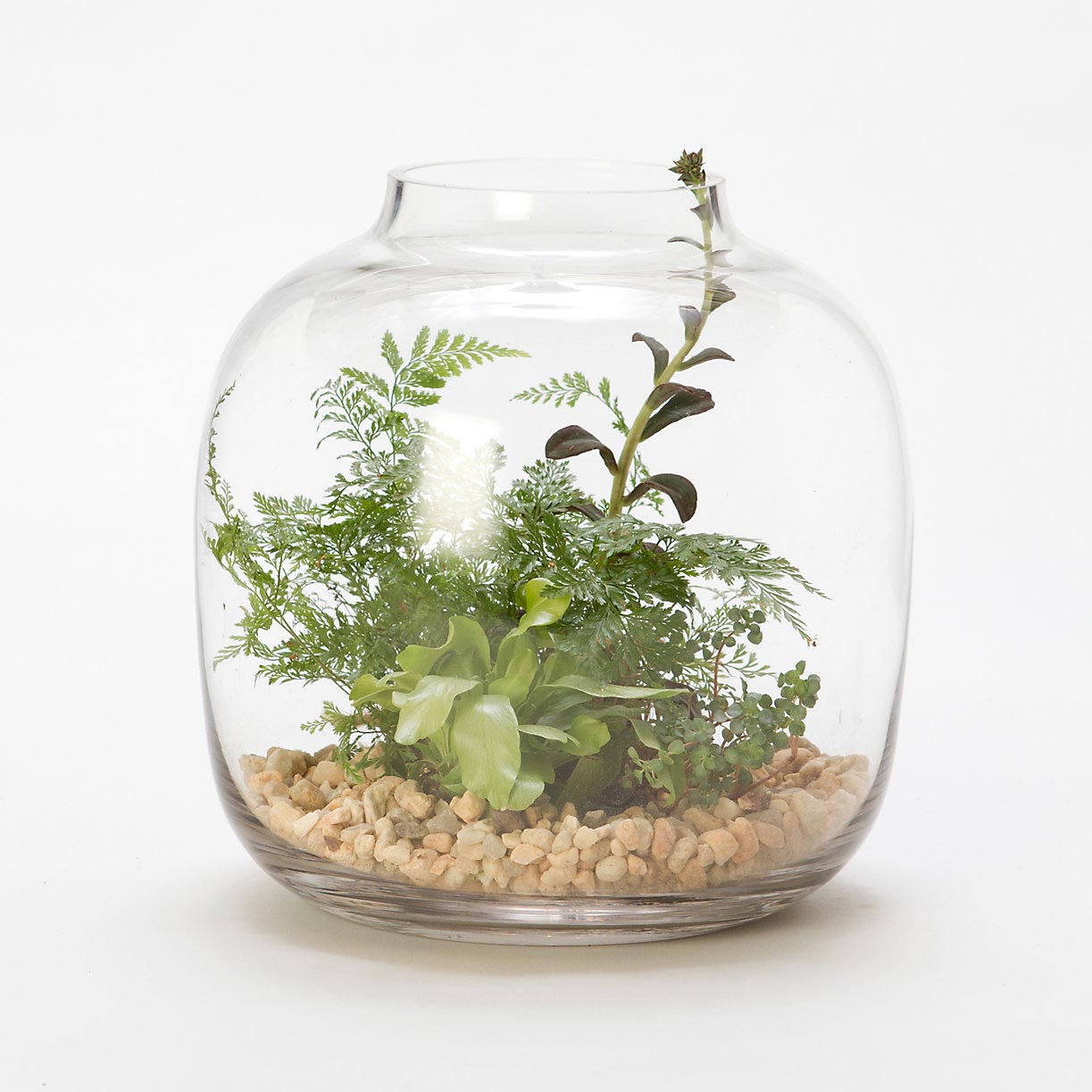 Glass Jar Terrarium Plants