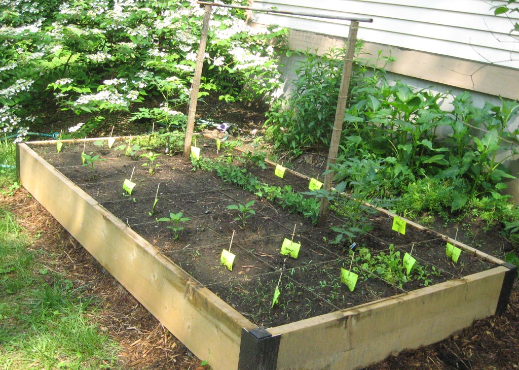 Growing a Small Vegetable Garden
