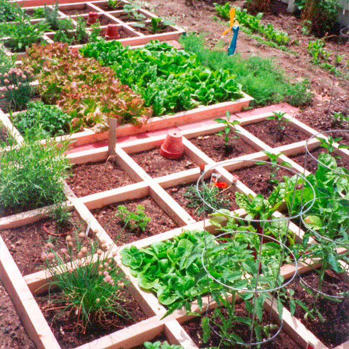 How to Build a Backyard Vegetable Garden