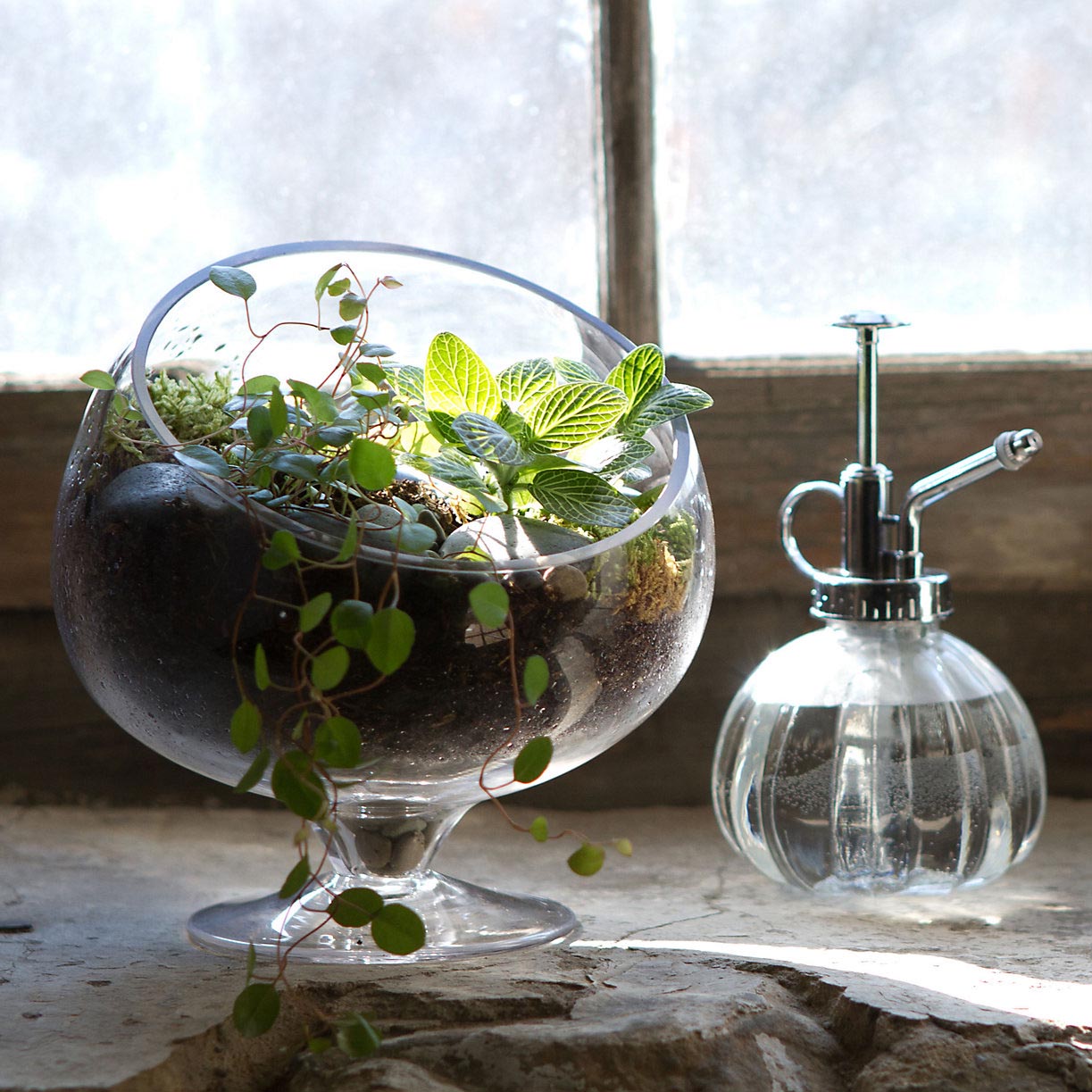 Plants for Glass Terrariums