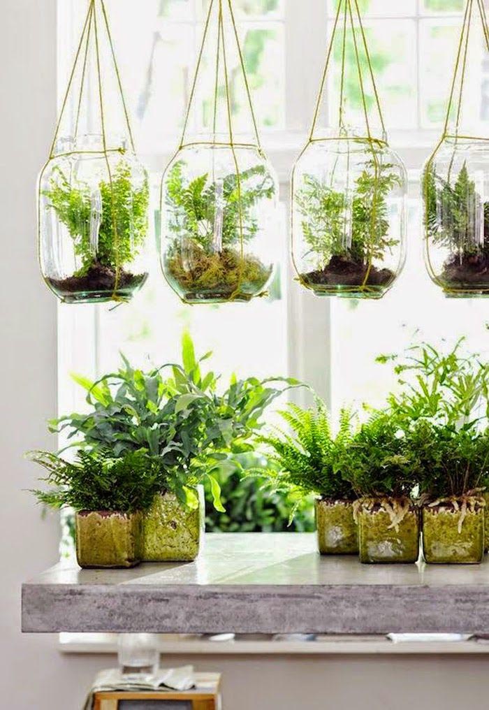 Plants for Hanging Terrarium
