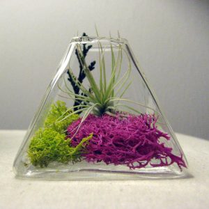 Plants for Small Terrariums