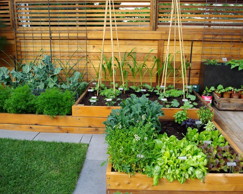 Small Garden Vegetable Ideas