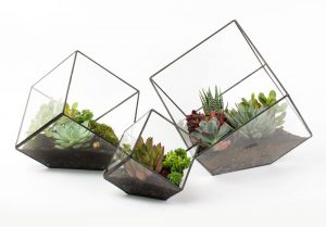 Terrarium Kits with Plants