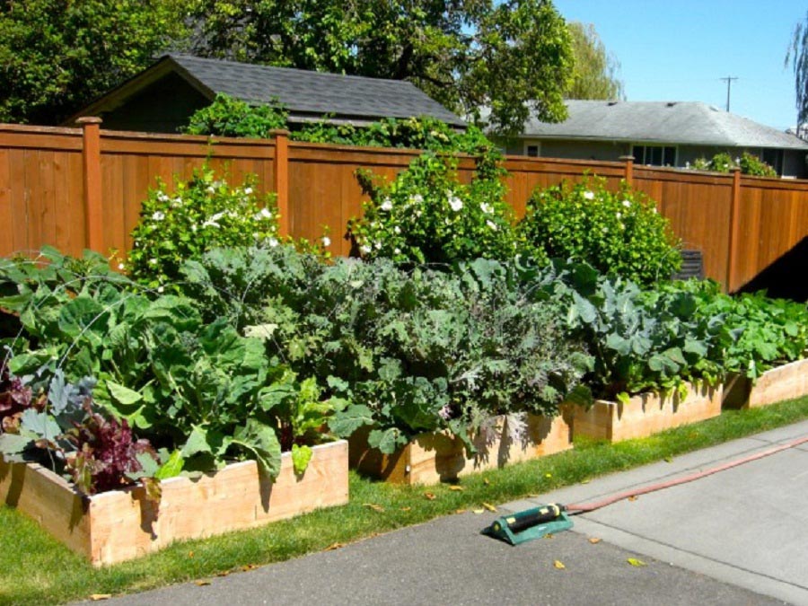 Raised Vegetable Garden in Small Backyard