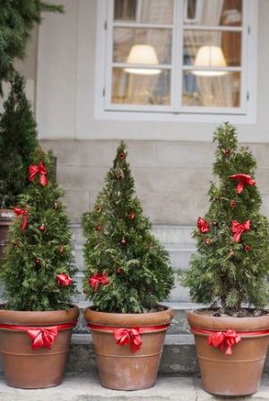 Christmas Trees in Pots