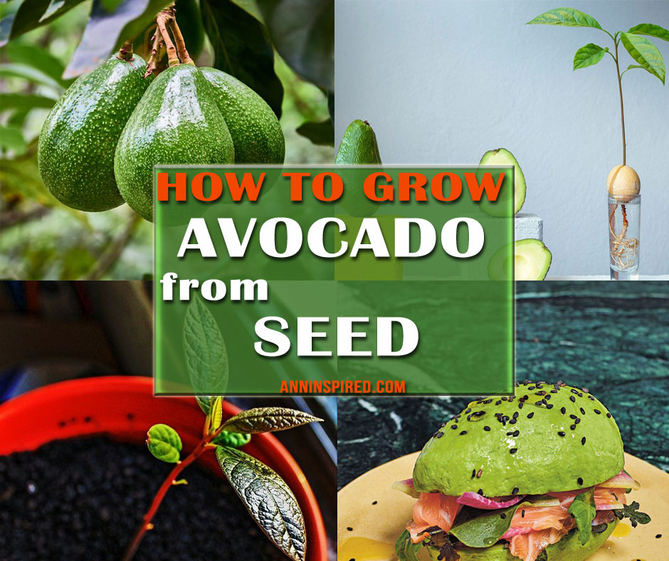 Grow An Avocado From Seed 940x788