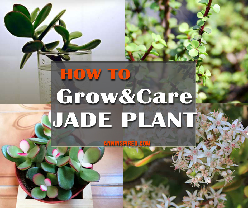 How to Grow and Care For Jade Plant Indoors 940x788