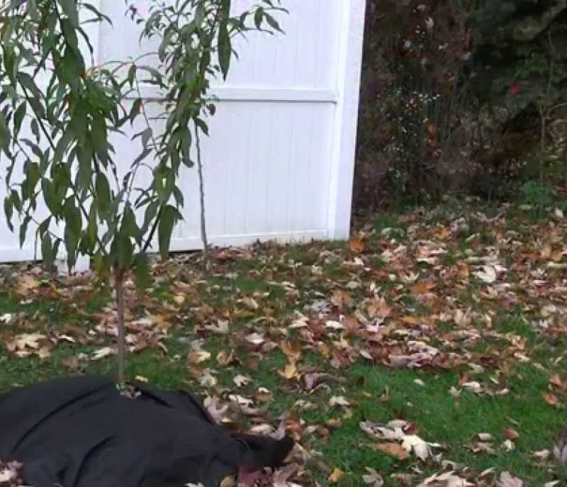 Cover Fruit Trees Ann Inspired