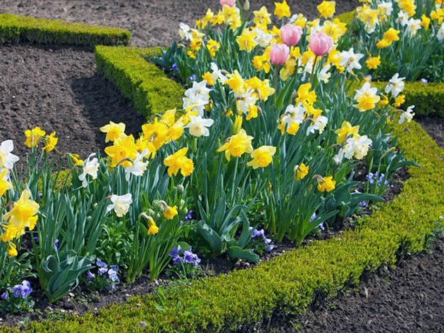 Daffodils Landscaping Ideas