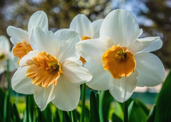 Easy Tips How to Grow Daffodils
