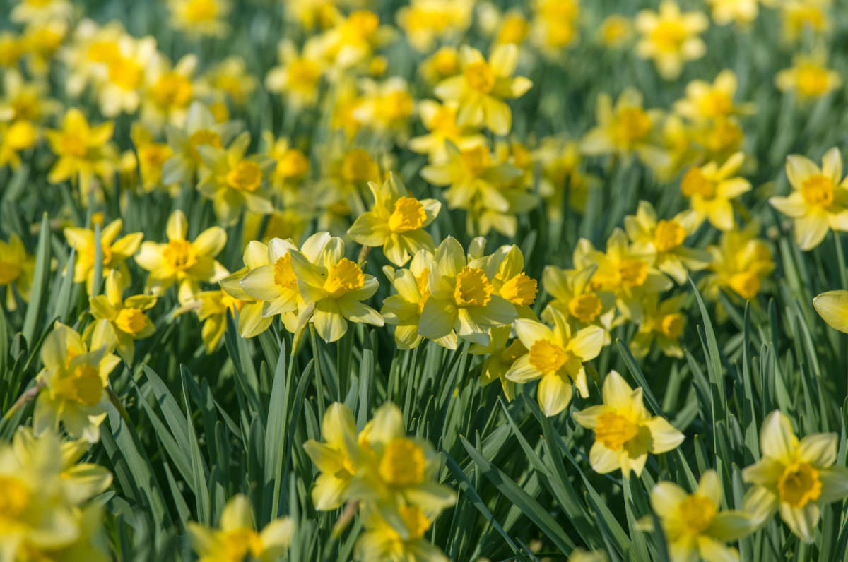Easy Ways to Grow Daffodils