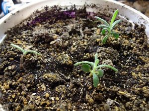 Grow Rosemary From Seeds