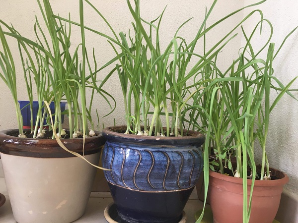 Growing Garlic in Pots