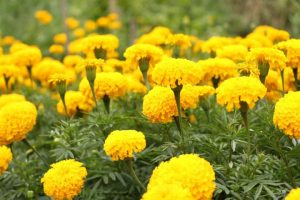 How To Care For Marigold Flowers