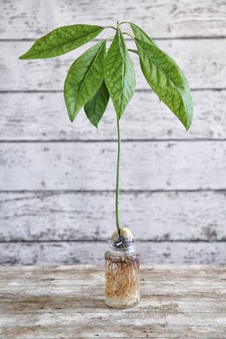 How To Grow Avocado Tree