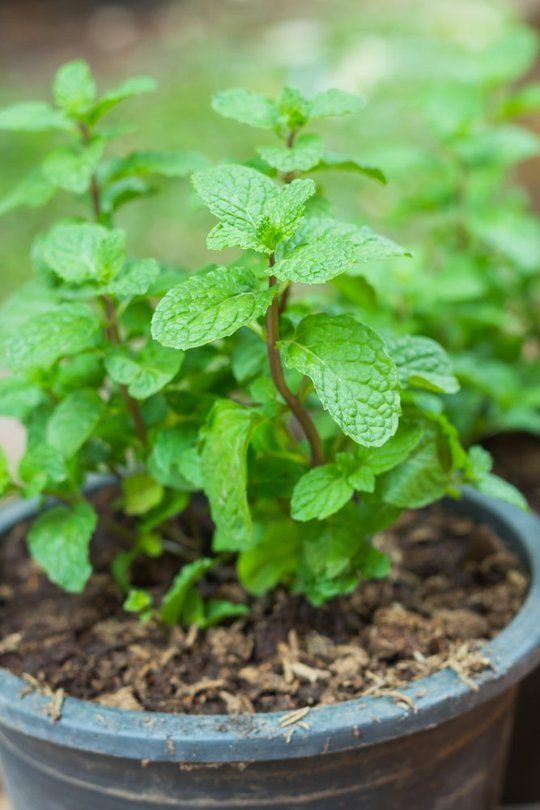 How to Regrow Mint