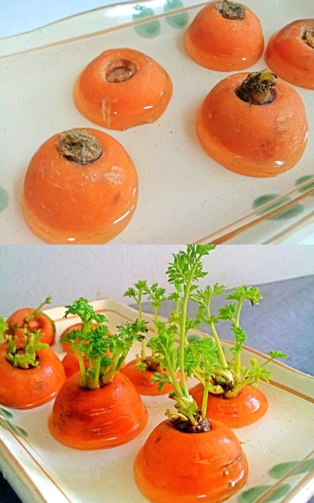 Regrow Kitchen Scraps Vegetable Lettuce Carrots