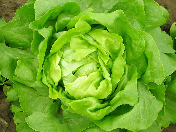 Ways-to-Store-Lettuce