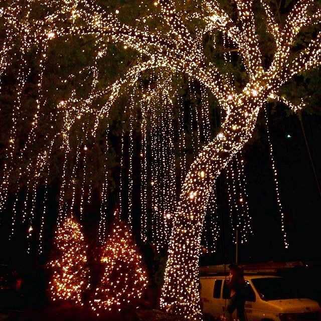 Wrapping Outdoor Trees With Lights