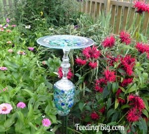 Cool Butterfly Feeder Idea