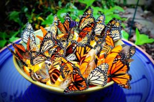 Make a Homemade Butterfly Feeder to Attract Butterflies to Your Garden