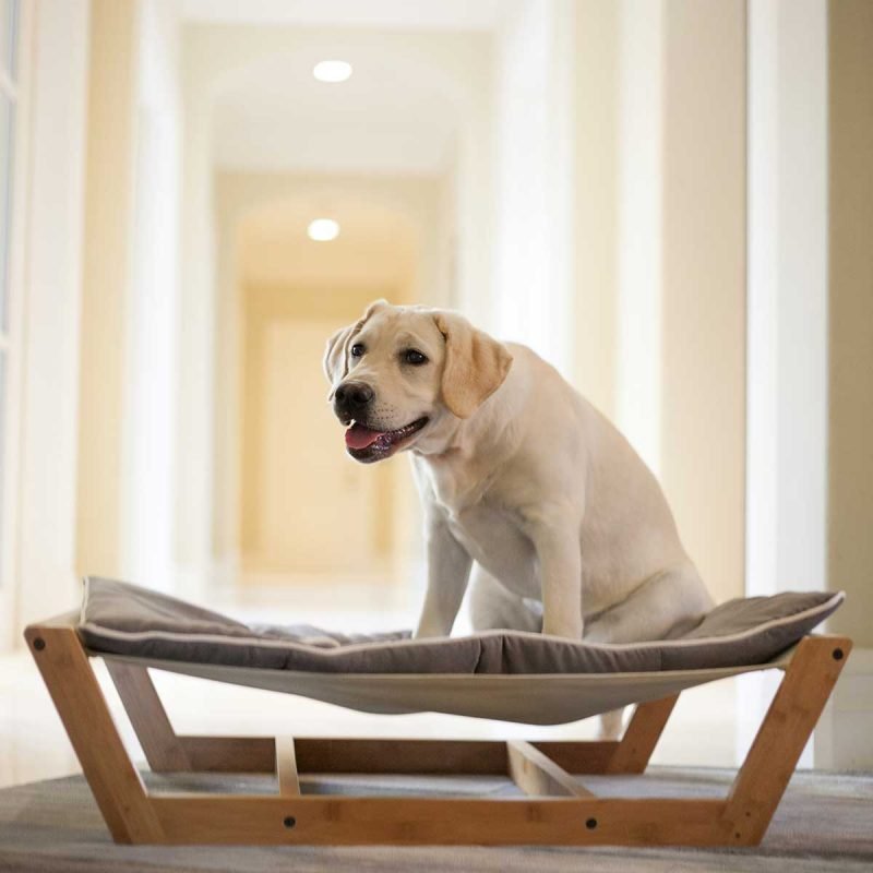 View of Brilliant Pet Hammock Bed Ideas | Ann Inspired