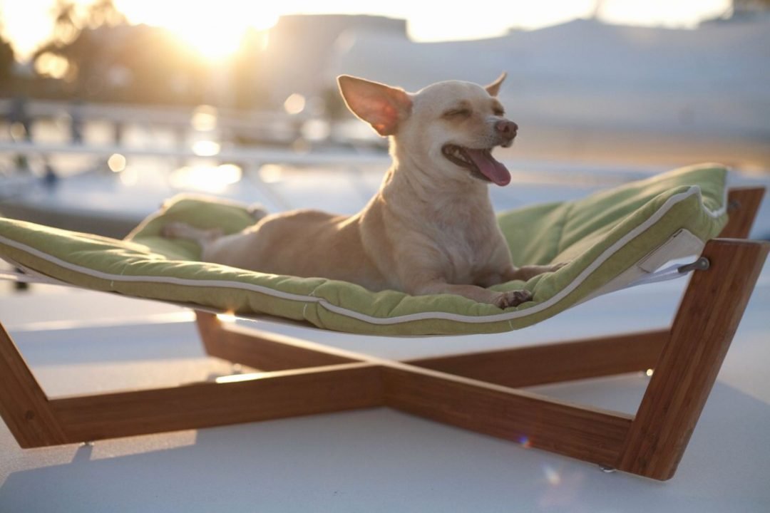 Dog Hammock Bed Outdoor Ann Inspired