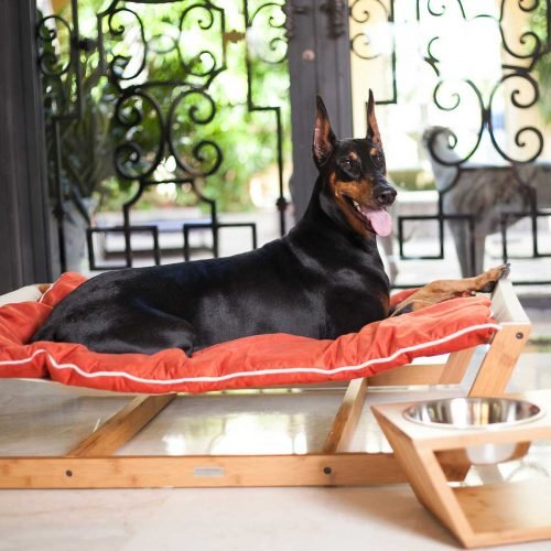 Brilliant Pet Hammock Bed Ideas Ann Inspired
