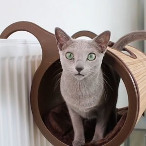 Radiator Hammock Cat Bed
