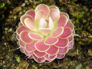 Best Plants for Small Terrarium