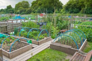 Plans for a Vegetable Garden