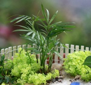 Smal Plants for Terrariums