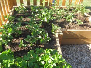 Vegetable Garden Plans for Beginners