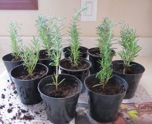 Growing Rosemary From Cuttings