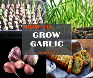 How To Grow Garlic 940x788