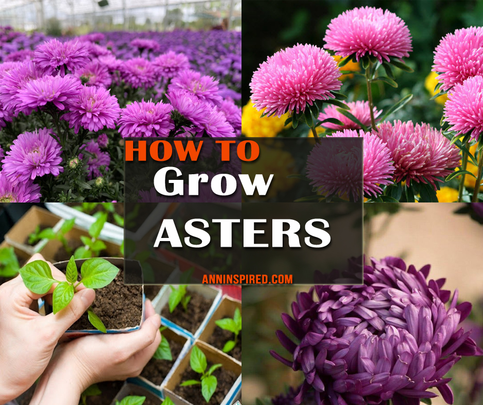 How to Grow Asters in Your Garden or Baskyard