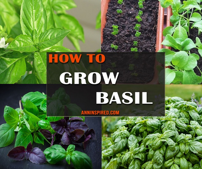 How to Grow Basil Indoor or Out