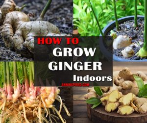 How to Grow Ginger Indoor 940x788