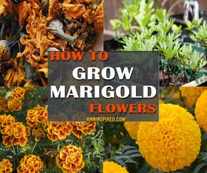 How to Grow Marigold Flowers 940x788