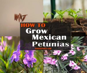 How to Grow and Care for Mexican Petunias 940x788