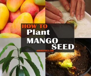 Plant Mango Seed 940x788