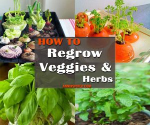 Veggies and Herbs Regrow From Kitchen Scraps 940x788