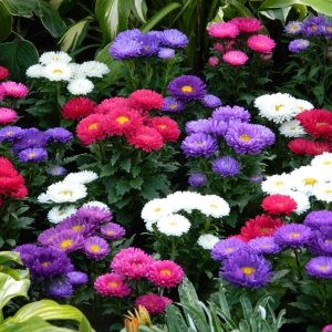 Asters in The Small Garden