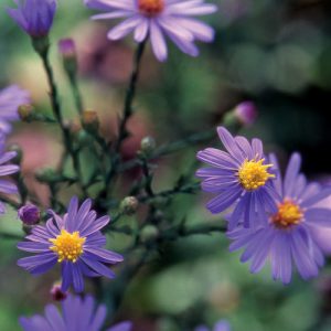 Easy Tips For Growing Asters