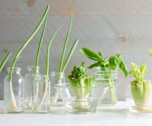 Greens That You Can Regrow