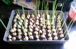 Grow Garlic Containers